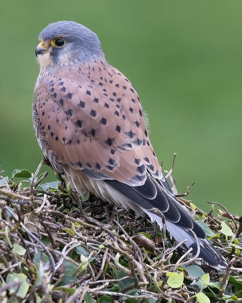 Kestrel